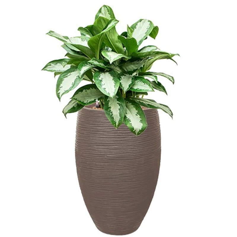 capi aglaonema taupe