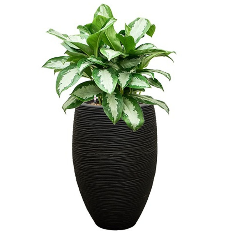 capi aglaonema zwart