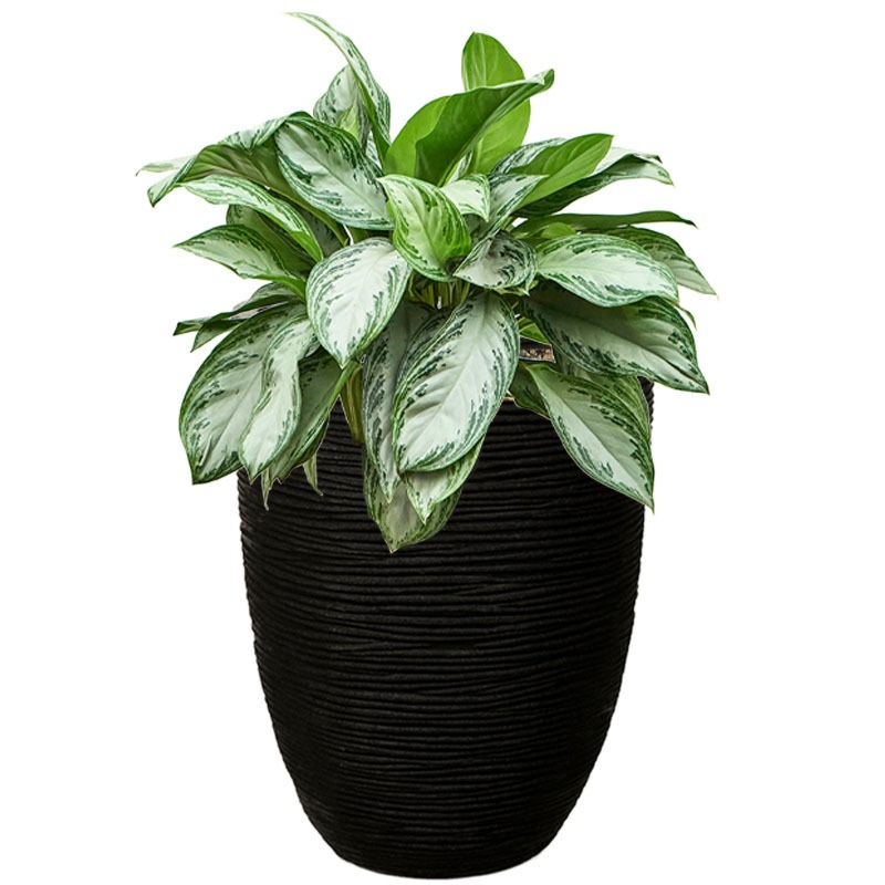 Aglaonema in pot met waterbuffer