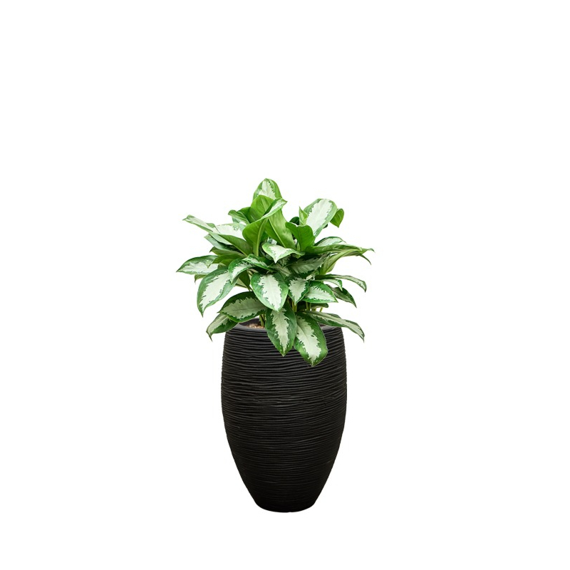 capi aglaonema zwart