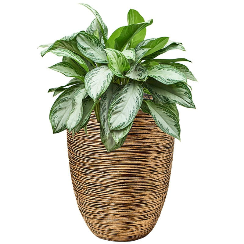 Aglaonema in pot goud met waterbuffer