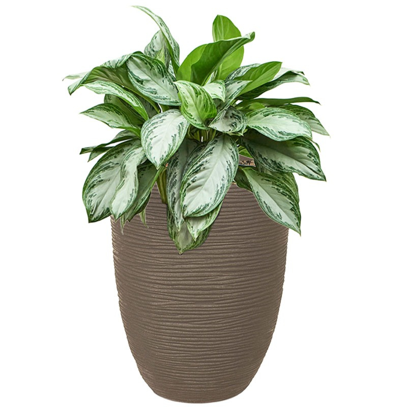 Aglaonema in pot taupe met waterbuffer