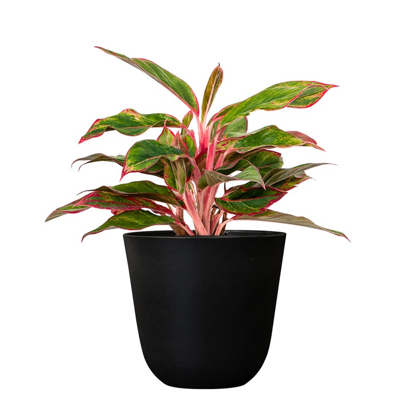 kantoorplantjes in zwarte pot