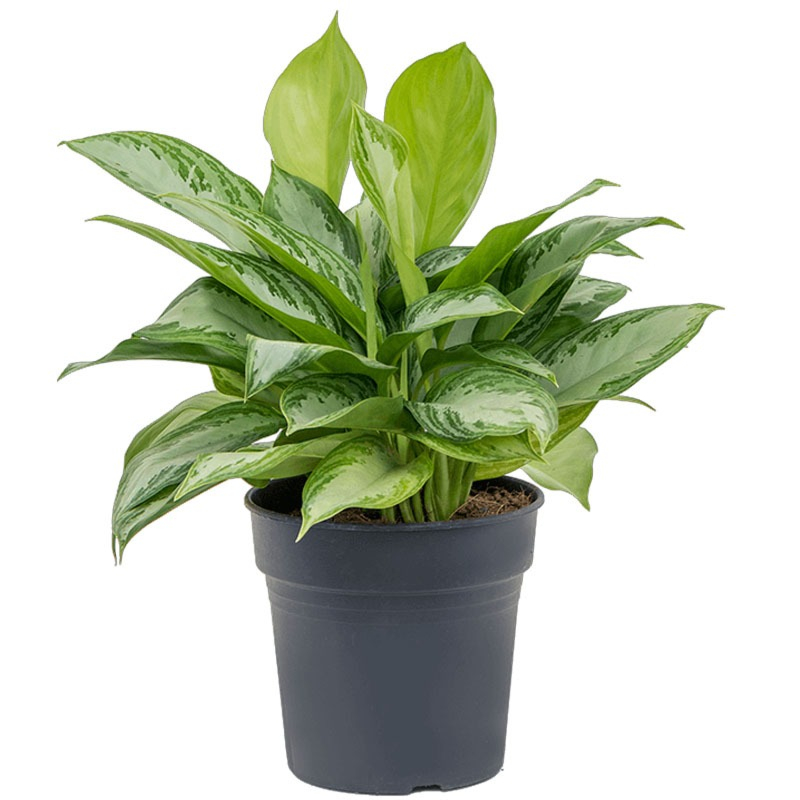 Aglaonema Silver Bay kantoorbeplanting