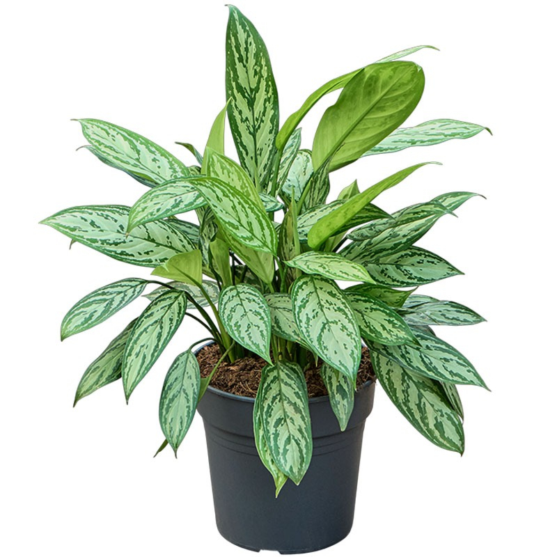 Aglaonema Silver Queen kantoorplant