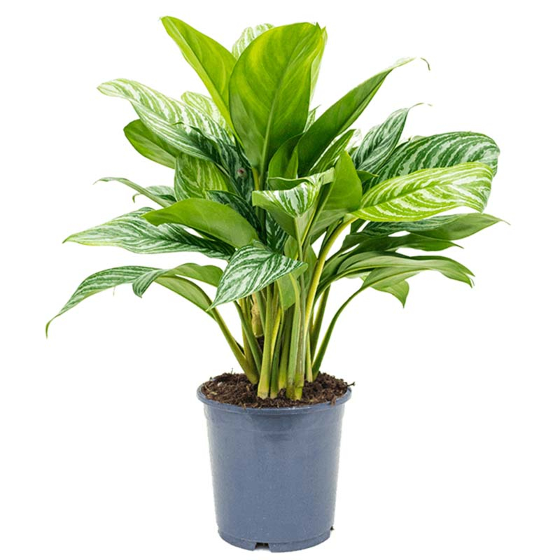 Aglaonema 'Stripes'