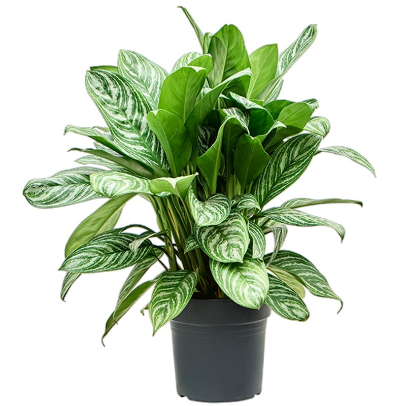 Aglaonema Stripes groene plant