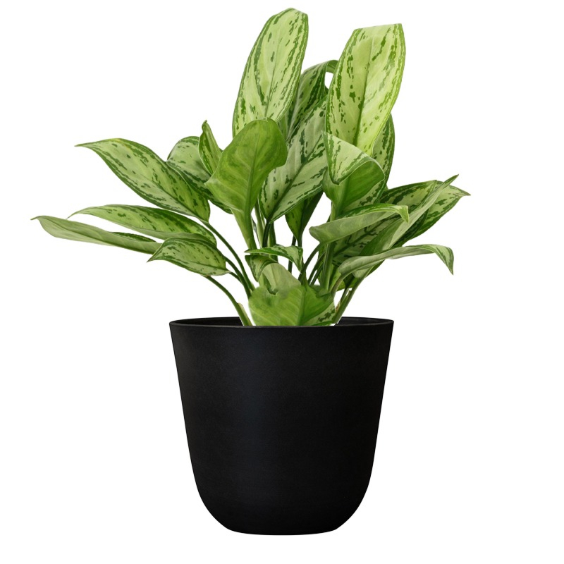 Aglaonema plantjes in zwarte pot