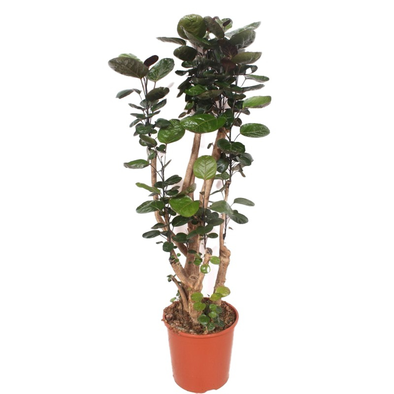 aralia grote kamerplant voor in de woonkamer