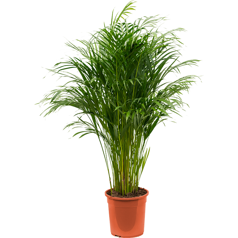 Areca
