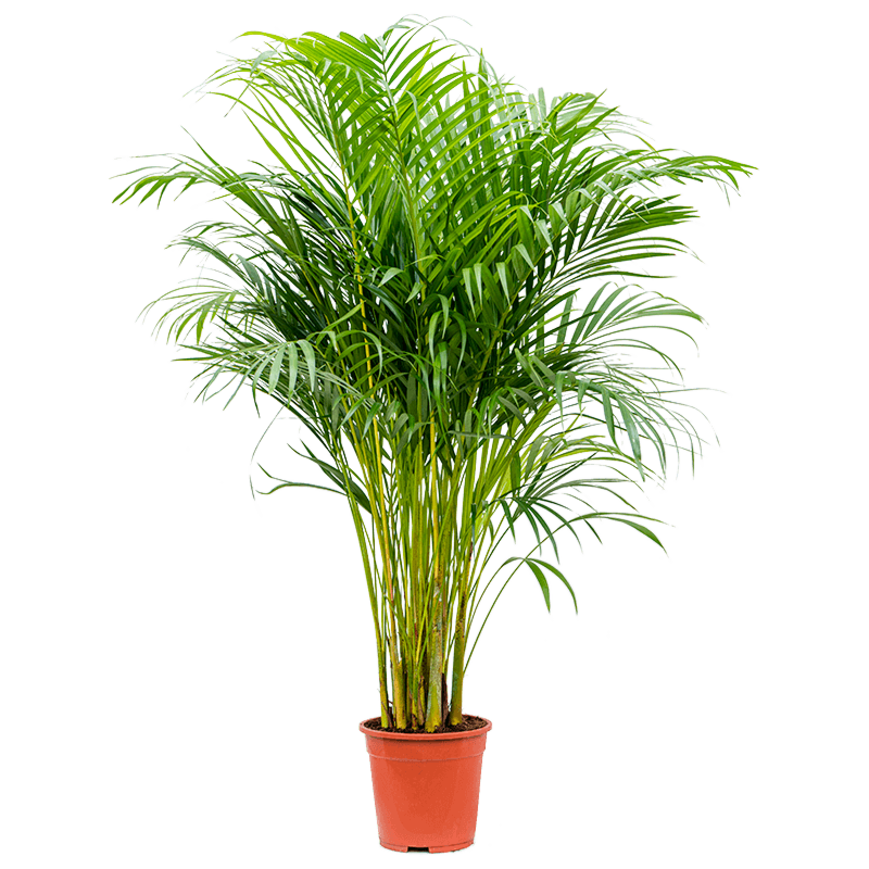 Areca palmen