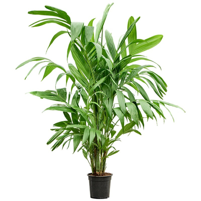 Areca triandra grote kamerplant