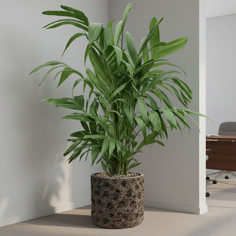 areca palm op kantoor