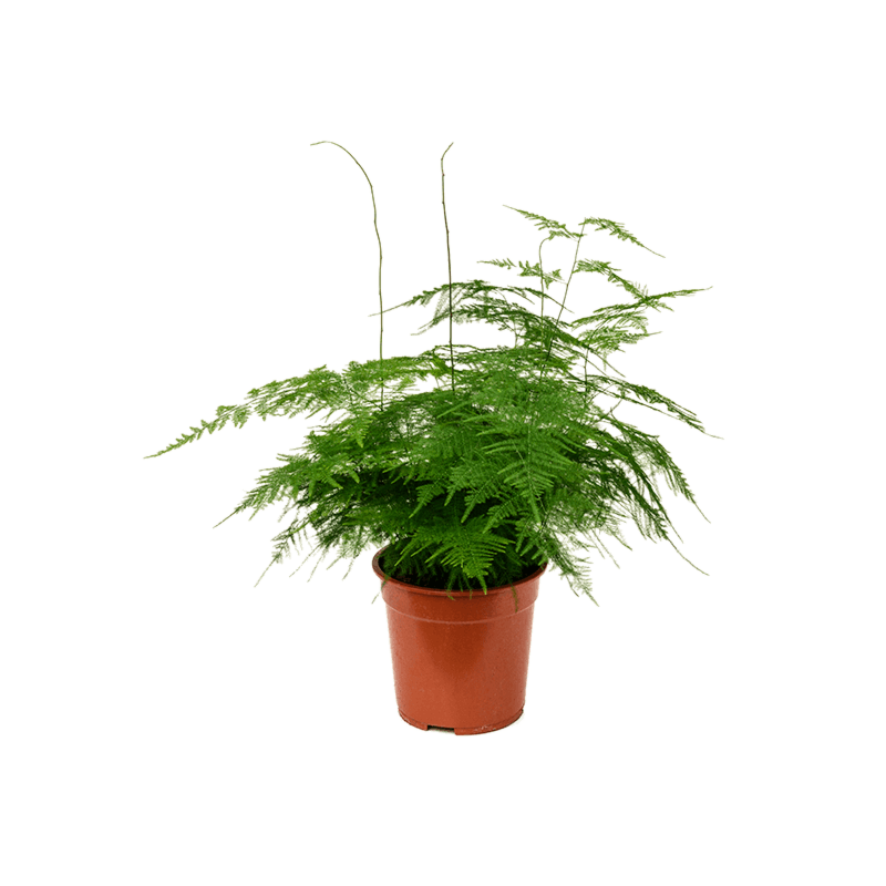 sierasperge, goedkope kamerplant