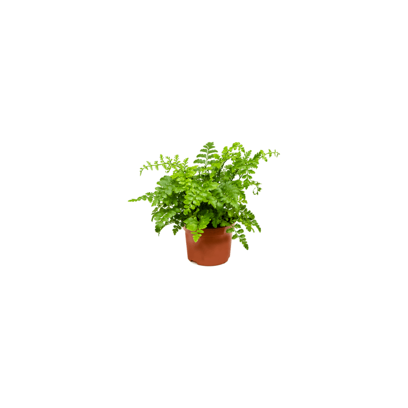 Asplenium parvati varen, goedkope kamerplant