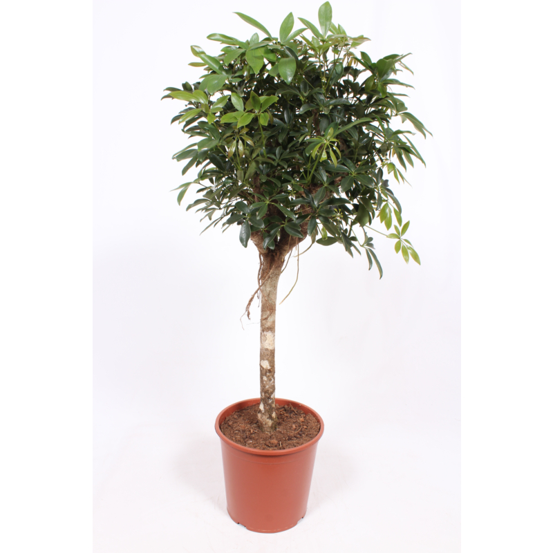 Schefflera arboricola 'Compacta'