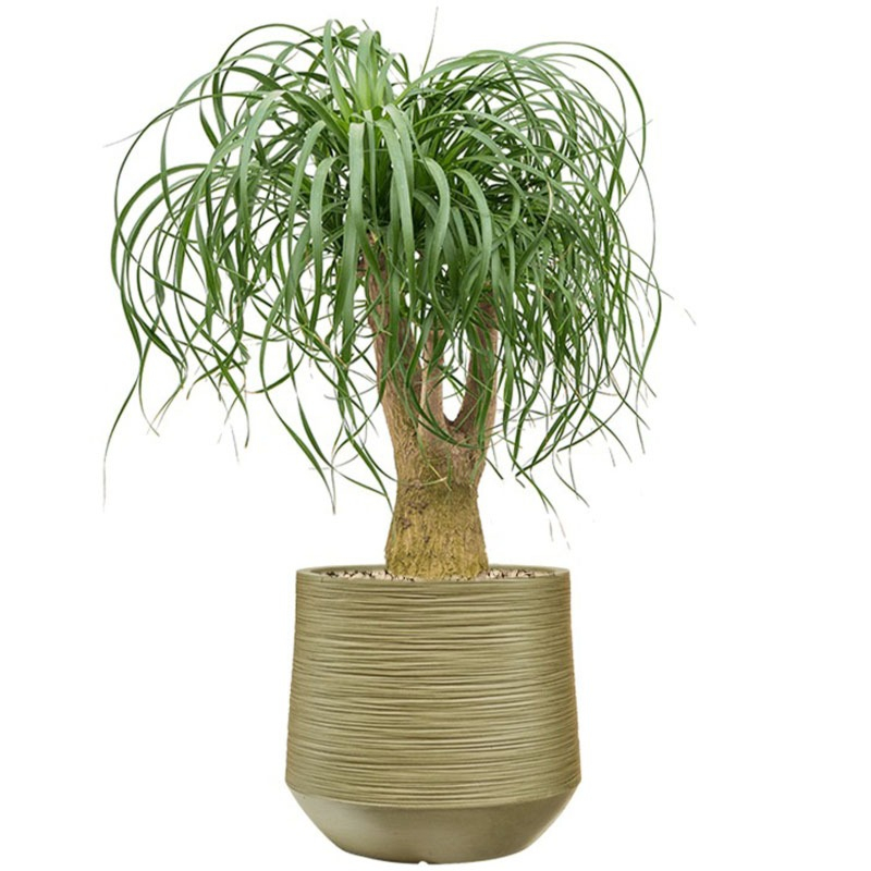 kantoorbeplanting met pot