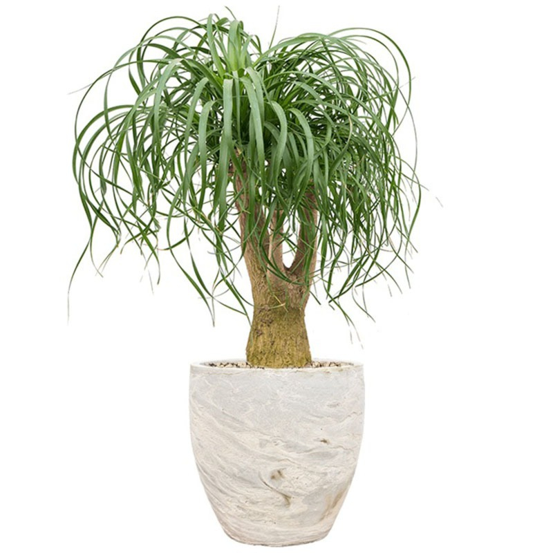 Olifantenpoot planten in pot