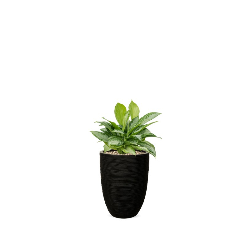 aglaonema in pot 