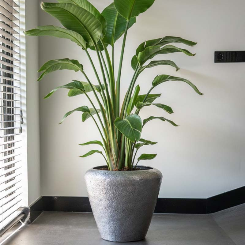 bloempot Naya zilver ts collection