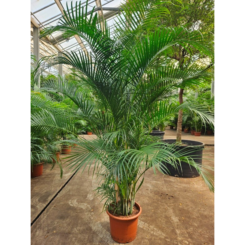 Areca