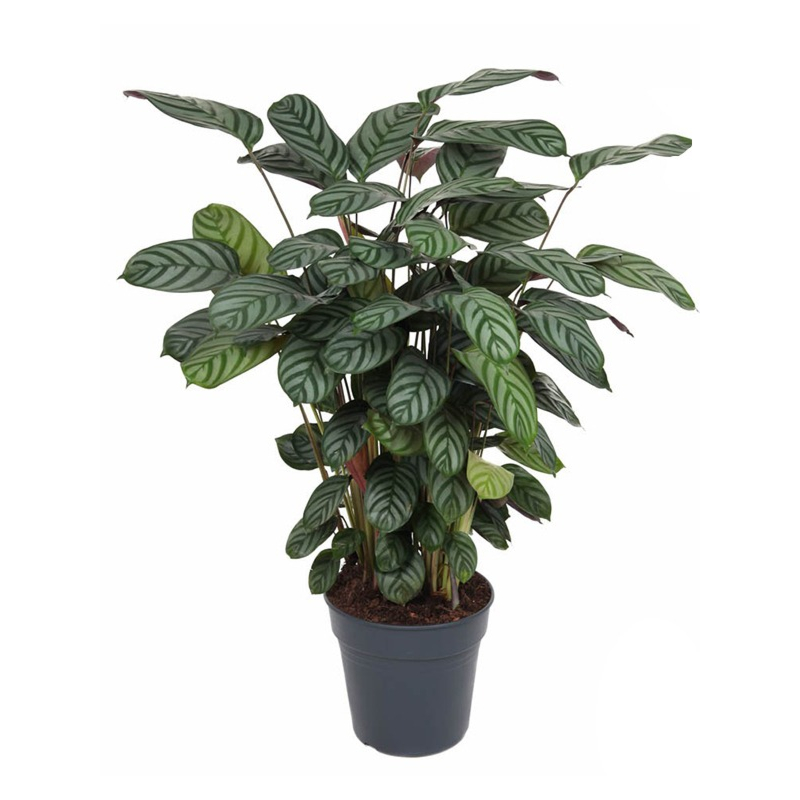 Calathea Green Flag