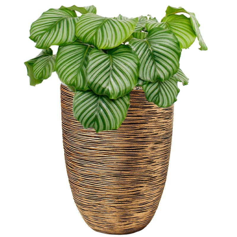 calathea in goud pot met waterreservoir