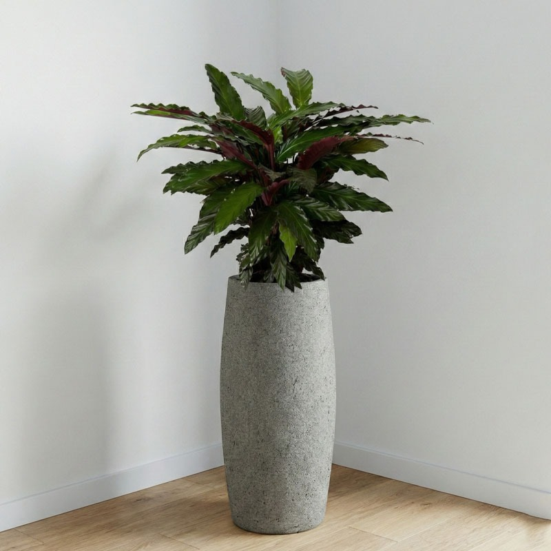 calathea in hoge pot