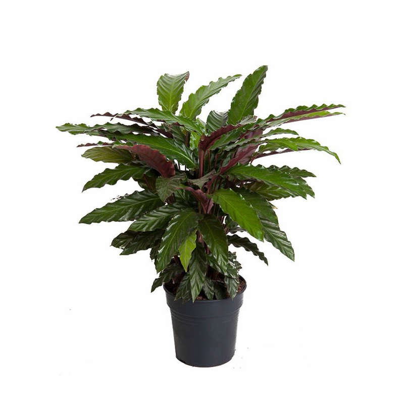 Calathea kantoorplanten