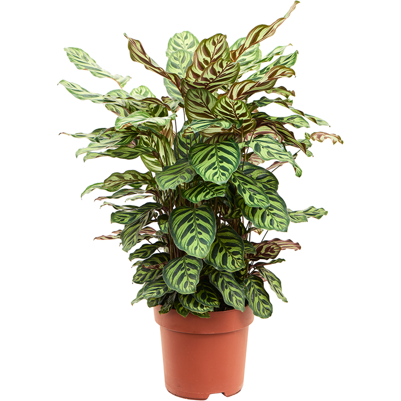Calathea Makoyana