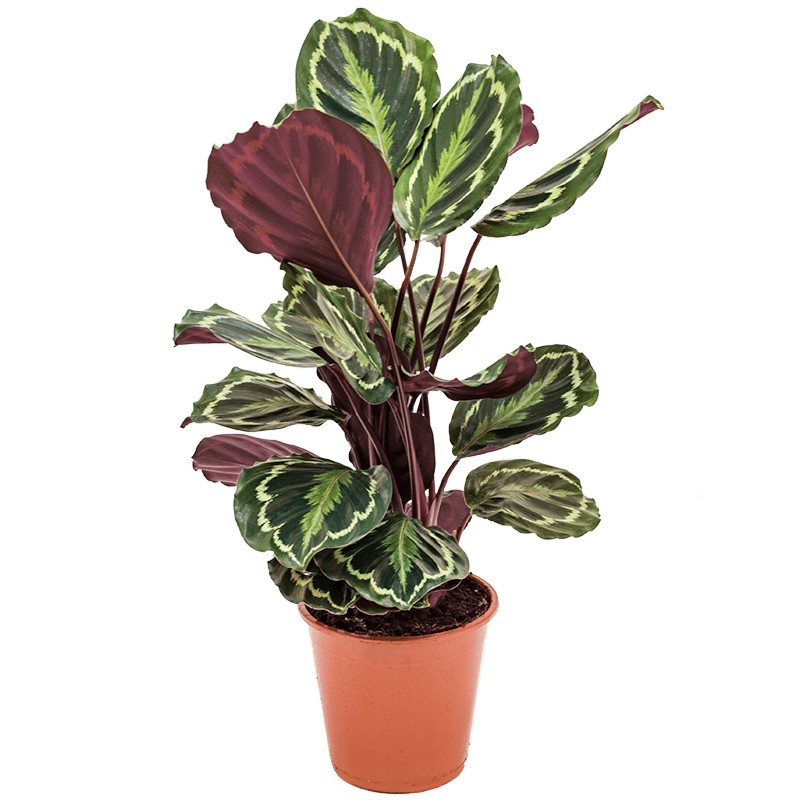 Calathea Medaillion