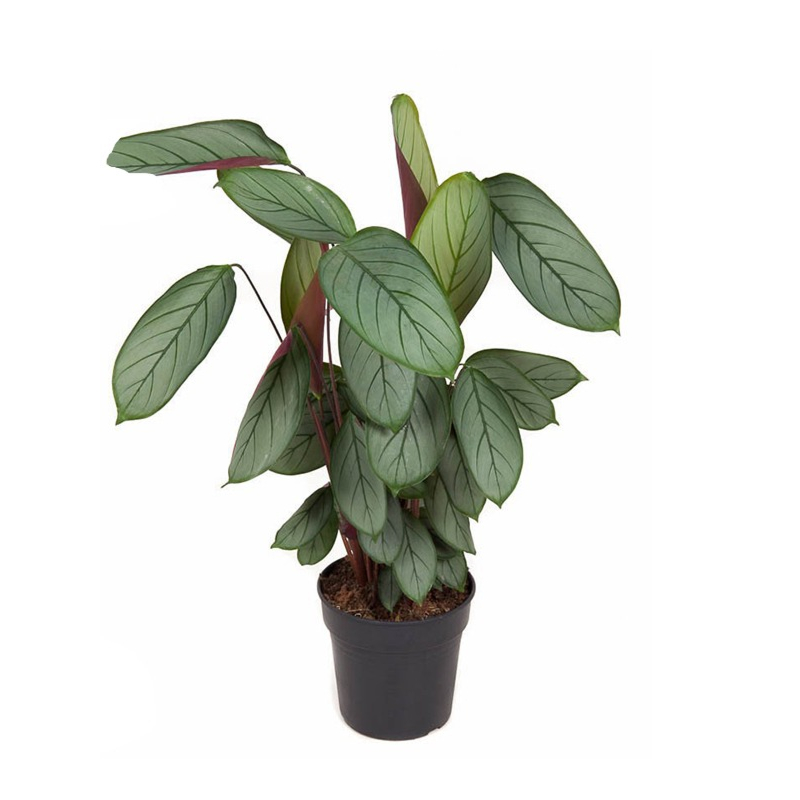 Calathea Silverstar plant