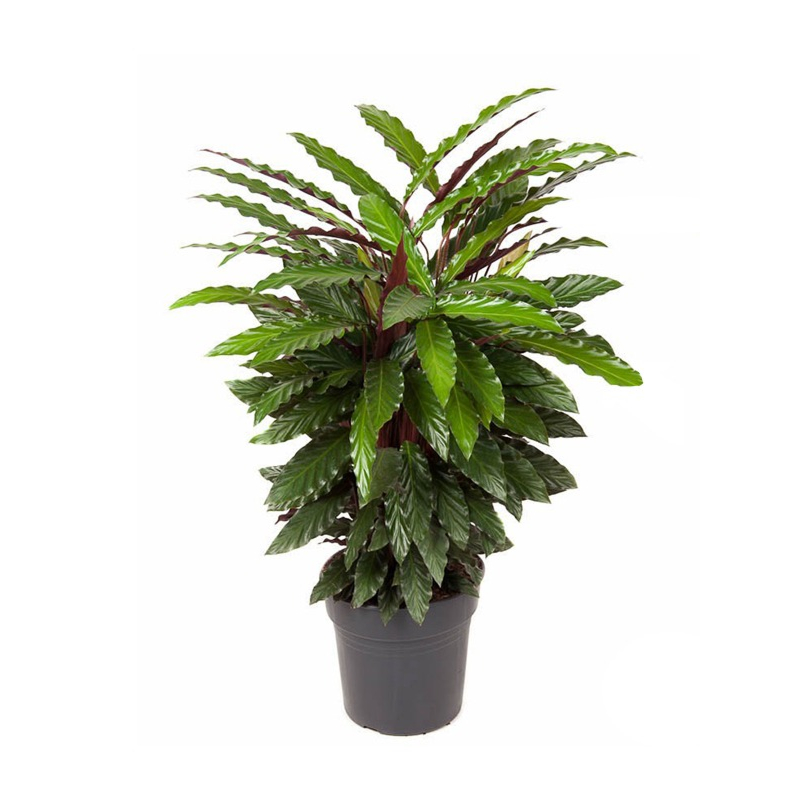 Calathea Wavestar kamerplant