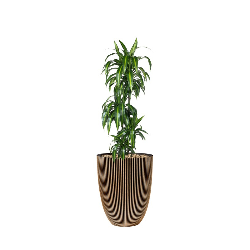 grote dracaena in bloempot capi goud