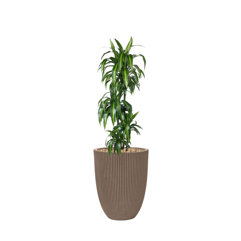 grote dracaena in bloempot capi taupe