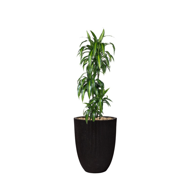 grote dracaena in bloempot capi zwart
