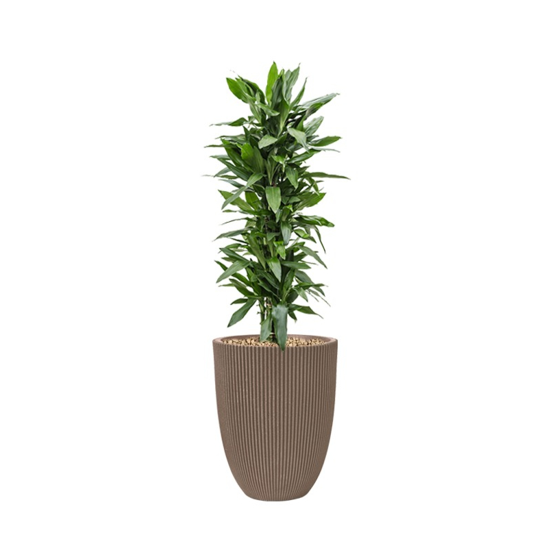capi pot met dracaena in pot taupe