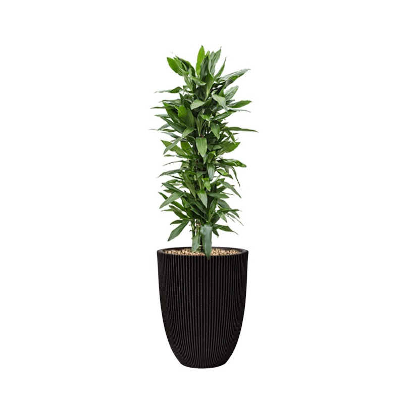 capi pot met dracaena in pot zwart