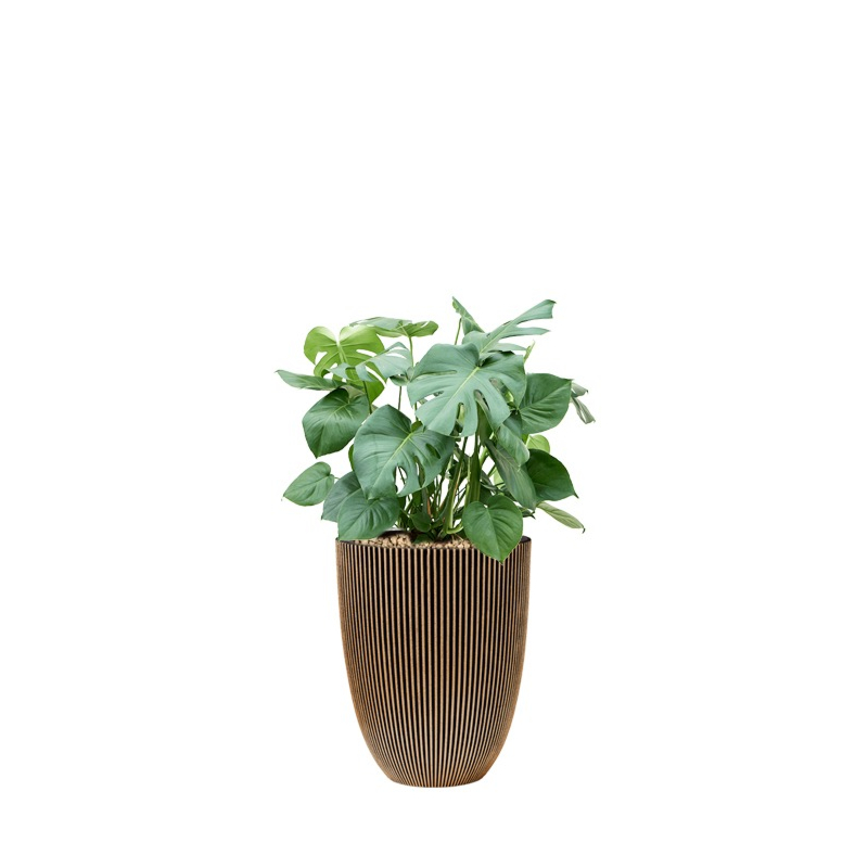 Monstera in capi pot goud