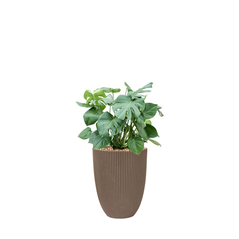 Monstera in capi pot taupe