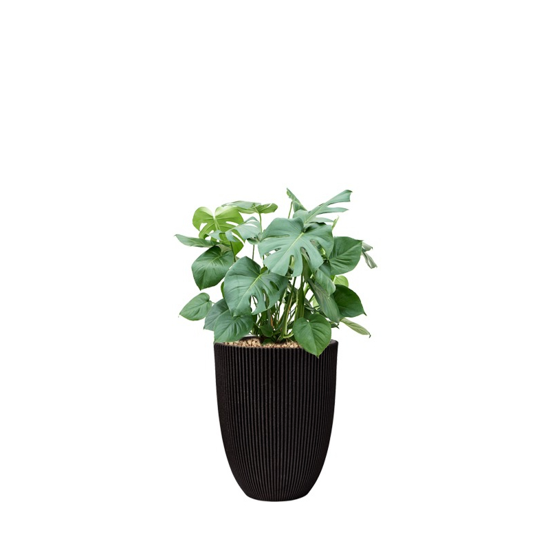 Monstera in capi pot zwart