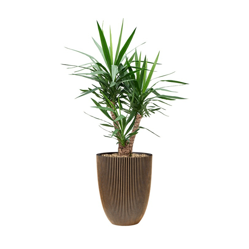 yucca in capi pot goud
