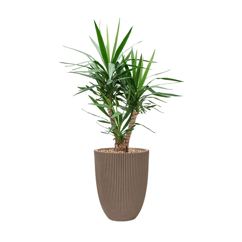 yucca in capi pot taupe