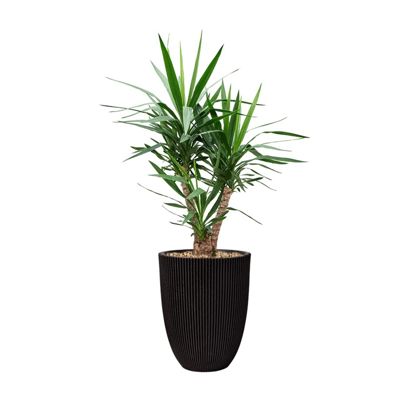yucca in capi pot zwart