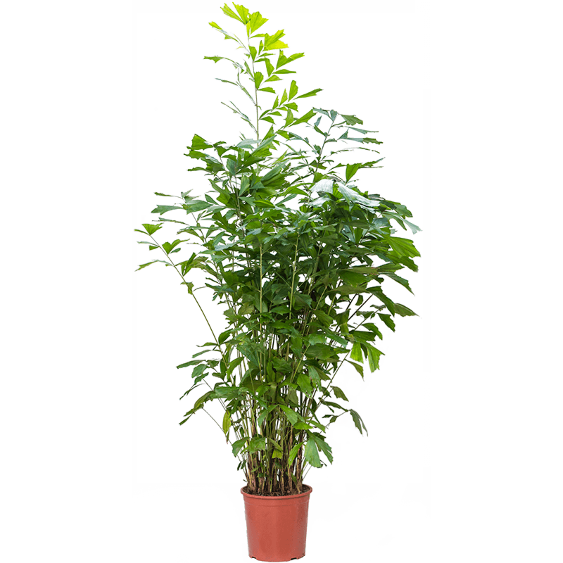 Caryoto grote kantoorpalm
