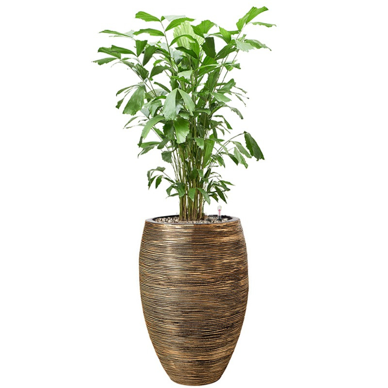 Groene palm in hoge gouden pot