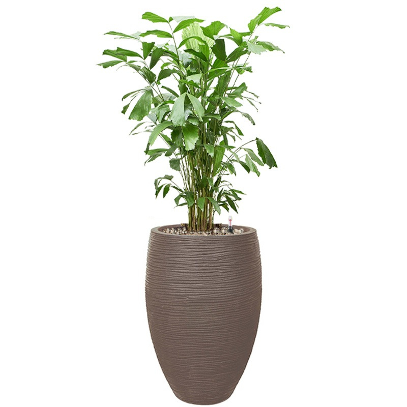 Caryota plant met onderhoudsvrij watersysteem