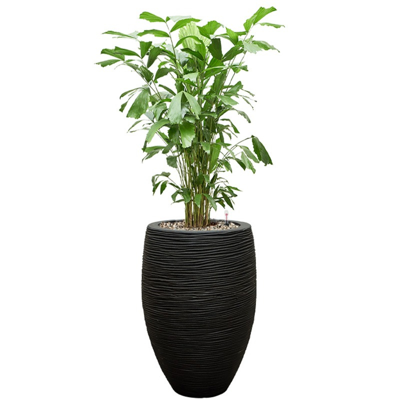 Caryota palm met waterreservoir