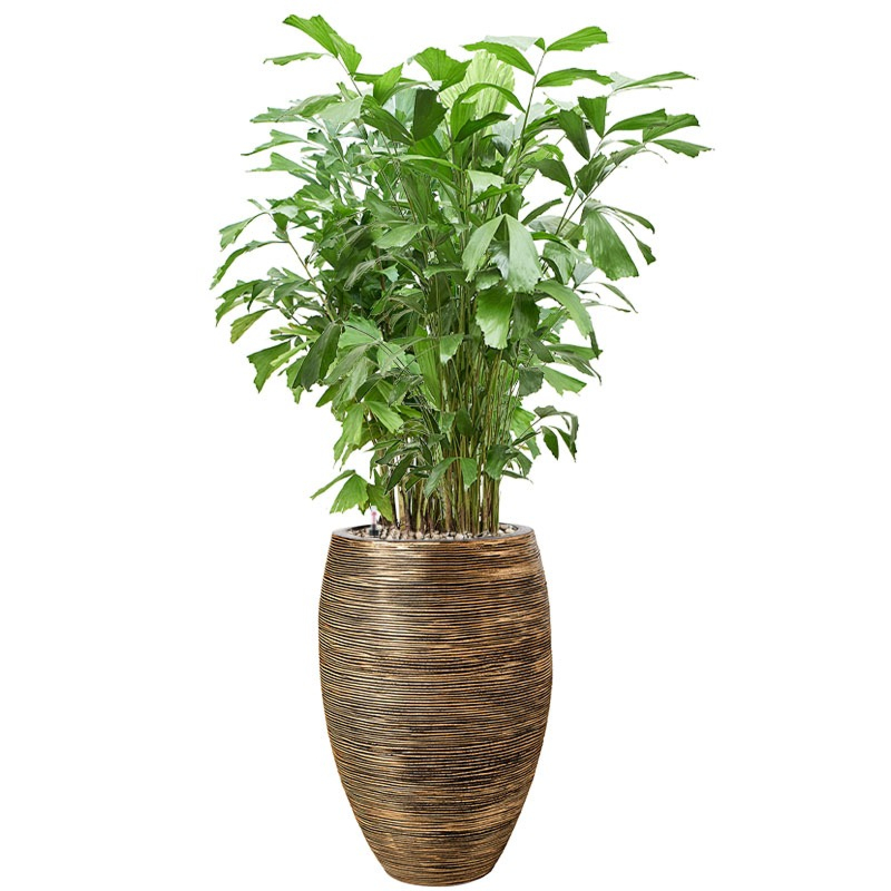 Grote caryota kantoorplant met waterbuffer goud