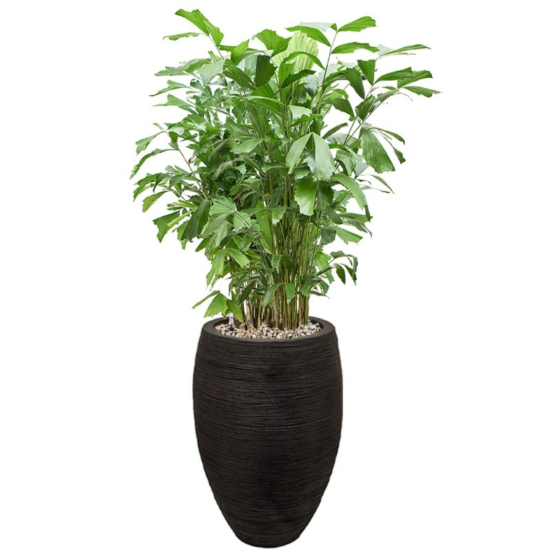 Grote caryota kantoorplant met waterbuffer